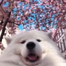 Photo de profil de Vix Clotet
