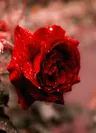 Photo de profil de Flower