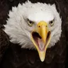 Photo de profil de Shefa